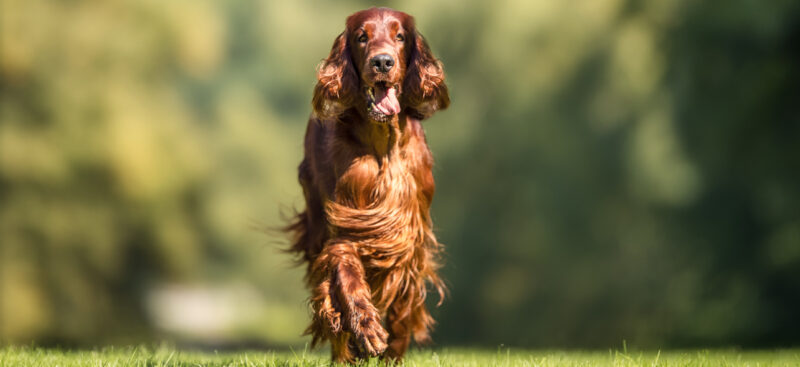 PP_launch_booklet-dog
